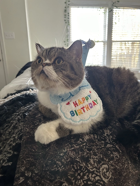 cat